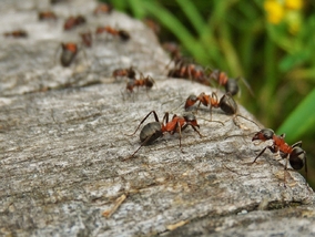 Miniatura: Pozbyłam się dokuczliwych mrówek...