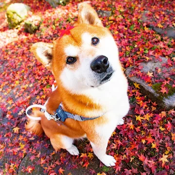 Hachi 