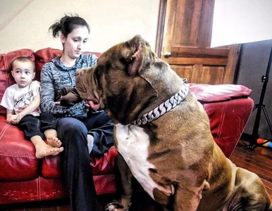 Miniatura: Hulk to największy pitbull na świecie....