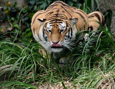 Miniatura: Tygrys uciekł z cyrku i terroryzował...