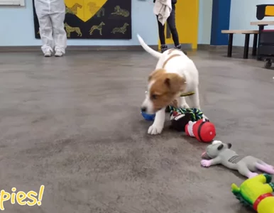 Miniatura: Pozwolili psom ze schroniska samodzielnie...