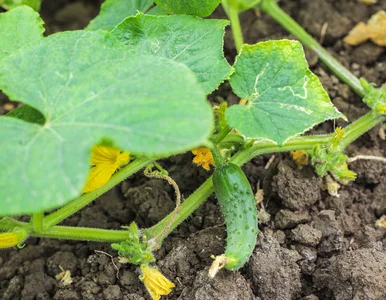 Miniatura: Wysiej ogórki w tym nietypowym podłożu....