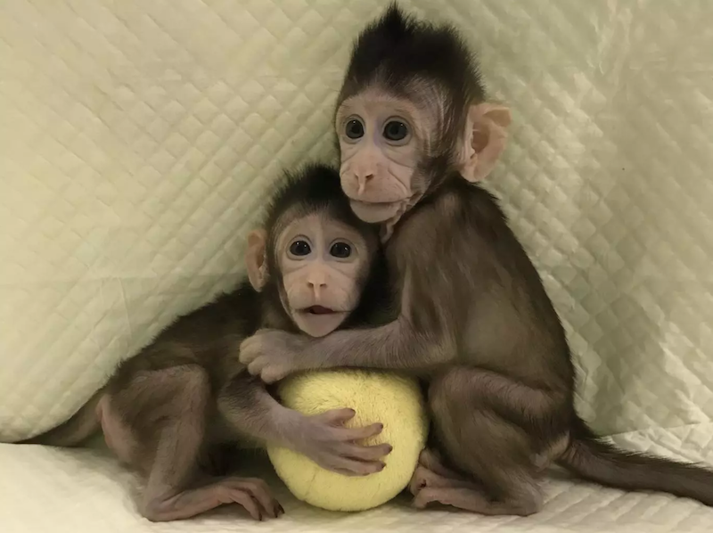 Małpy sklonowane metodą transferu jądra komórkowego 