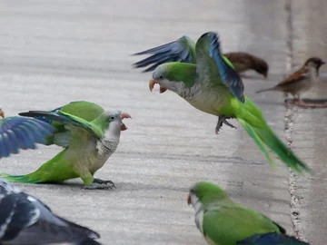 fot. brooklynparrots.com