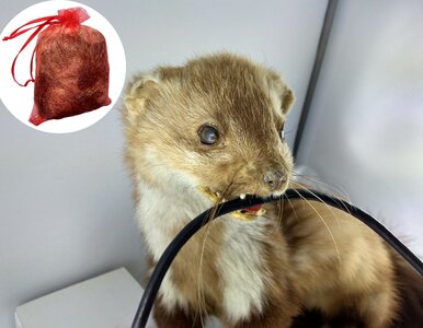 Miniatura: Położyli mały woreczek na poddaszu. „Kuny...