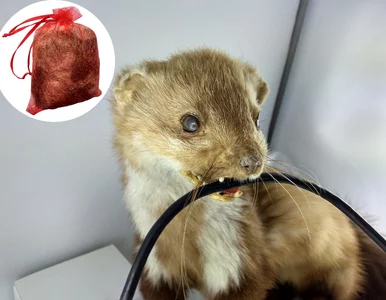 Miniatura: Położyli mały woreczek na poddaszu. „Kuny...