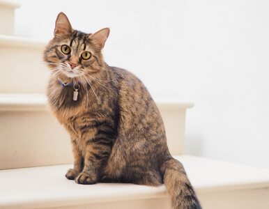 Kot zakażony koronawirusem. Naukowcy sprawdzili, czy koci wirus jest groźny