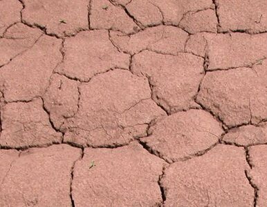 Miniatura: Pół miliona dzieci zagrożonych jest suszą