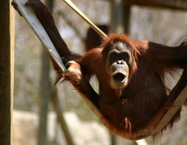 Miniatura: Najstarszy orangutan na świecie skończył...