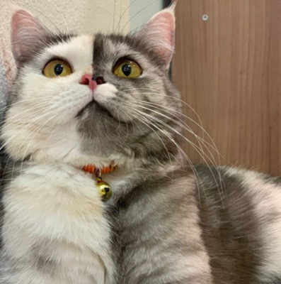 Miniatura: Niezwykle uroczy kotek o „dwóch twarzach”