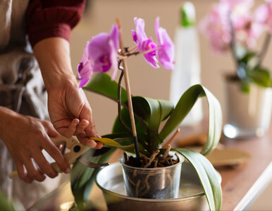 Miniatura: Storczyk marnieje i traci pąki? Wymocz...