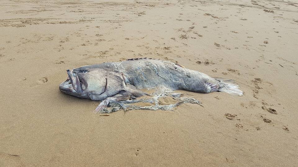 Ryba znaleziona na wybrzeżu Queensland 