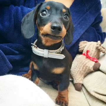 Monty the Miniature Dachshund 