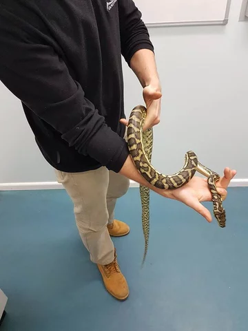 Wąż złapany przez pracowników firmy Brisbane Snake Catchers 