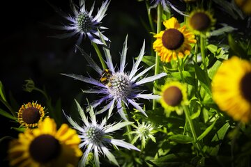Mikołajek (Eryngium planum) zachwyca stalowo-niebieskimi kwiatostanami i&nbsp;doskonale radzi sobie w&nbsp;suchych, słonecznych ogrodach