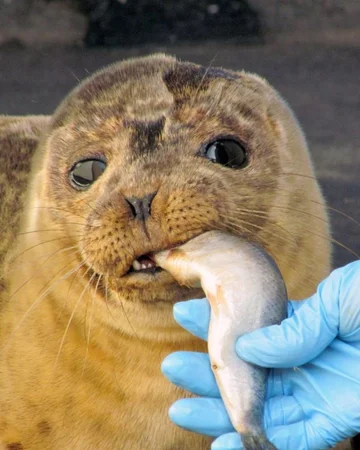 Foka uratowana przez organizację Seal Rescue Ireland 