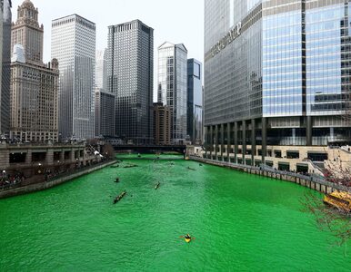 Miniatura: Rzeka w Chicago zmieniła kolor na zielony....