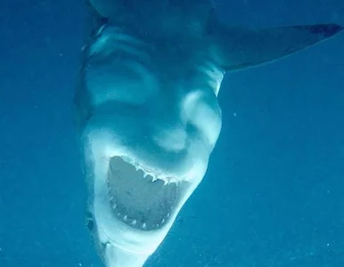 Miniatura: Co widzicie na tych zdjęciach? Lepiej...