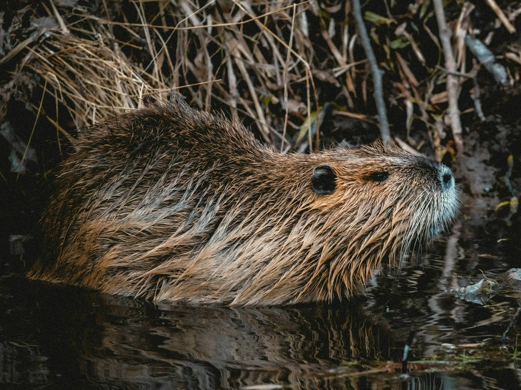 Jak nazywa się to zwierzę?