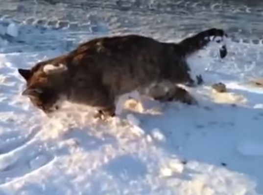 Miniatura: W Kazachstanie zamarzają zwierzęta