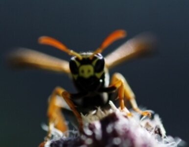 Miniatura: Pszczoły giną masowo. "Sytuacja jest...