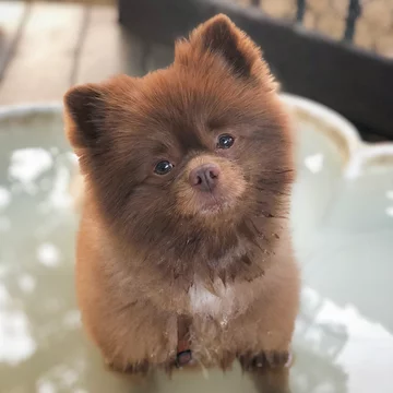 Pomeranian Bertie 