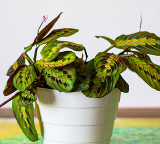 Maranta leuconeura „Fascinator Tricolor”