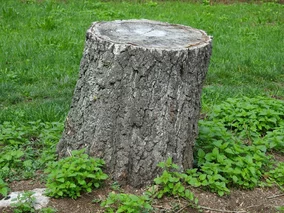 Miniatura: Ani koparka, ani sól. Przykrywam pień...