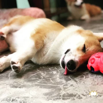 Psia kawiarnia w Bangkoku 