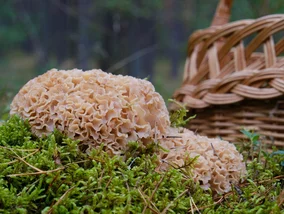 Miniatura: Grzybiarze szukają go pod sosnami. „Leśny...