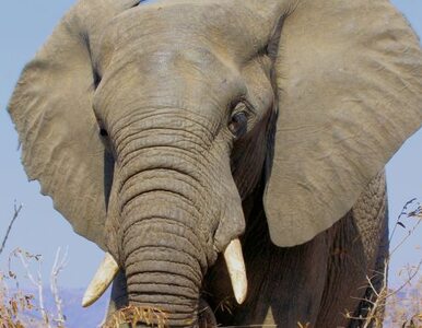 Miniatura: Naukowcy: słonie nas... rozumieją
