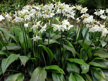 Eucharis, czyli lilia amazońska, zachwyca białymi kwiatami i&nbsp;słodkim zapachem. Przy odpowiedniej pielęgnacji może zakwitać także jesienią i&nbsp;zimą