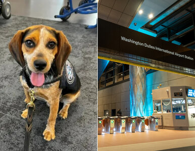 Miniatura: Pies w służbie celnej wyczuł coś w bagażu....