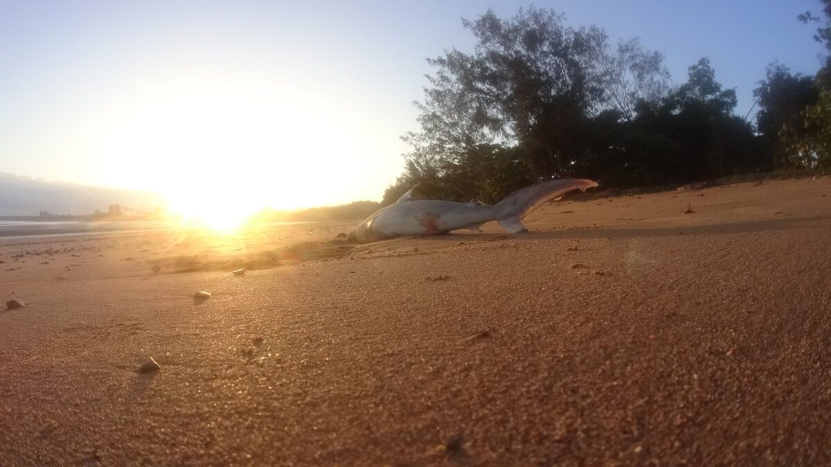 Martwe rekiny na australijskiej plaży 