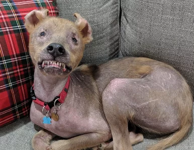 Miniatura: Chupey – pies o nietypowym wyglądzie. Ma...