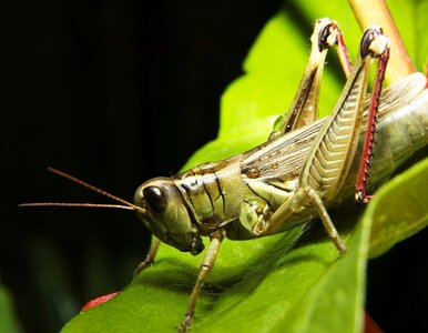 Miniatura: Chiny walczą z koronawirusem. Muszą się...