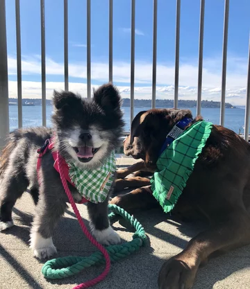 Abi i Dabi - psy, które połączyła przyjaźń 