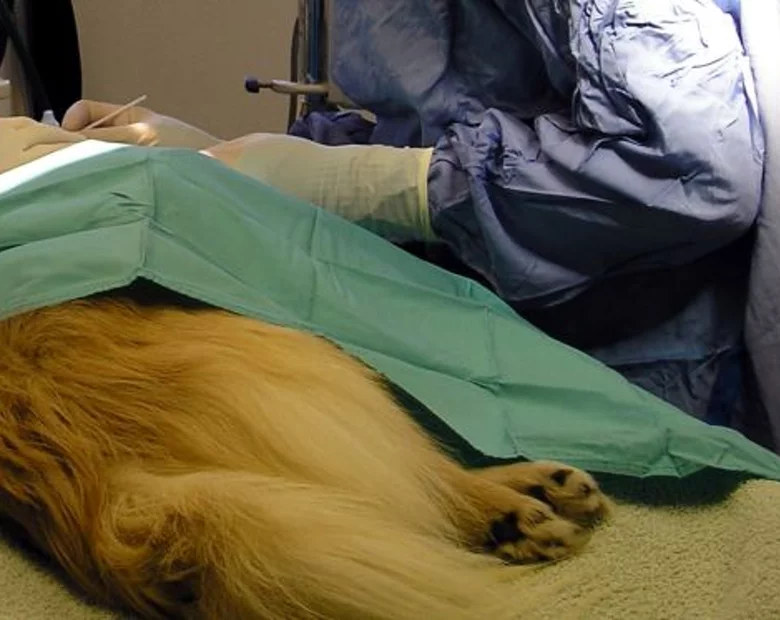 Miniatura: Weterynarz mówił klientom, że jest......