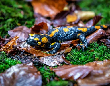 Miniatura: Leśnicy ostrzegają przed tymi...