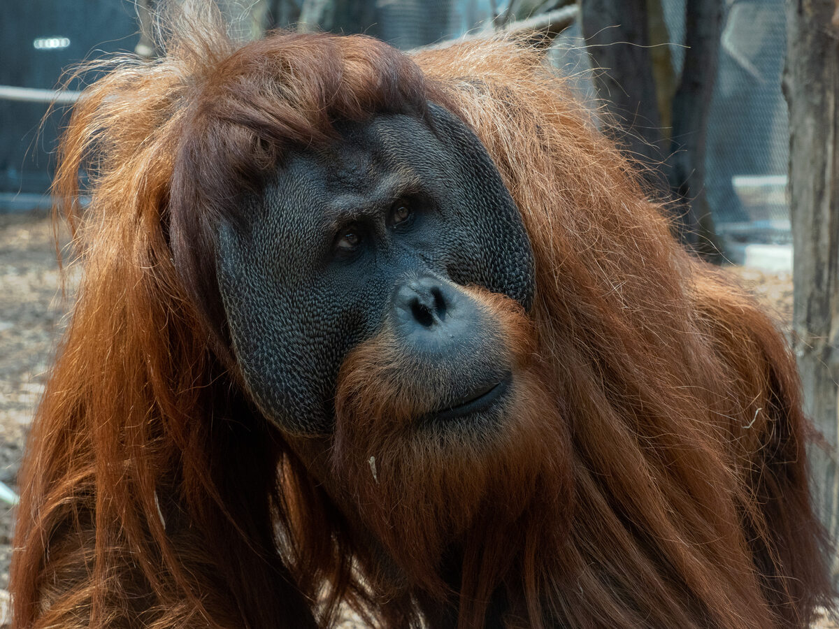 Orangutan sumatrzański 