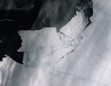 Miniatura: Ocielił się lodowiec na Antarktydzie....