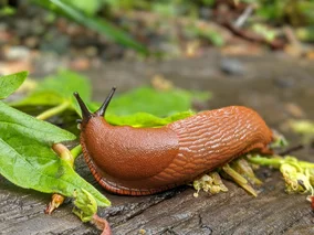 Miniatura: Wlej do kubka i postaw w ogrodzie. Rano...