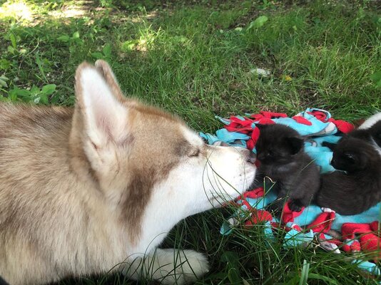 Miniatura: Banner, która zaopiekowała się małymi kotkami
