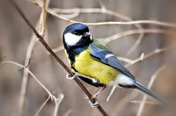 BOGATKA-Parus major ( sikory). Fot. Wanda Modzelewska