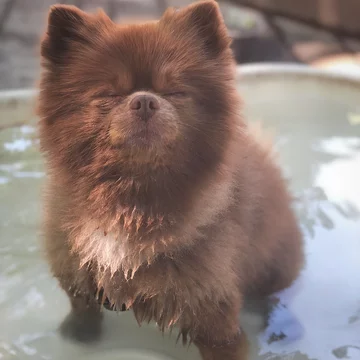 Pomeranian Bertie 