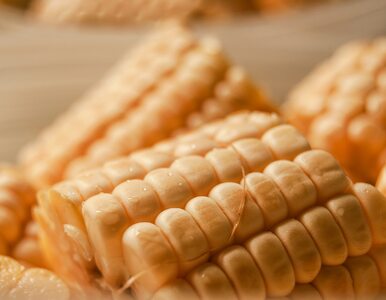 Miniatura: Wszystko, co musisz wiedzieć o kukurydzy