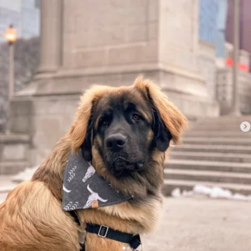 Leonberger Larry 