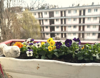 Miniatura: Zrób to zaraz po zakupie bratków. Ten...