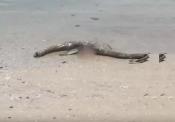 Tajemnicze znalezisko na plaży 