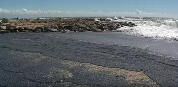 Velella 